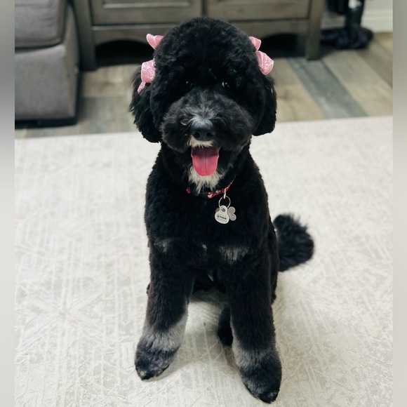 Meet your Posher, Kari - Picture 5 of 5